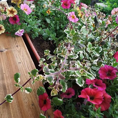 Marie Luise, Апартаменты